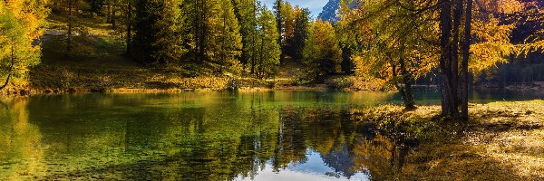 Kanton Gryzonia, Drzewa, Park przyrodniczy Ela, Szwajcaria, Jesień, Jezioro Lai da Palpuogna
