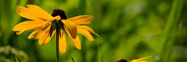 Rudbekia, Kwiaty, Żółte