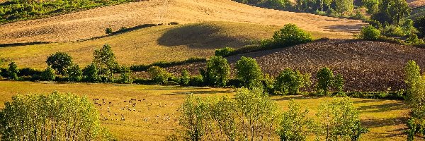 Drzewa, Pola, Włochy, Toskania, Łąki, Owce, Prowincja Siena, Wzgórza