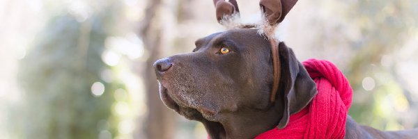 Przebranie, Labrador retriever, Pies