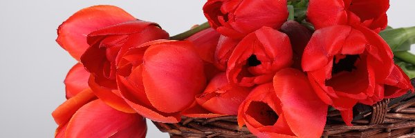 Tulipany, Czerwone, Kosz