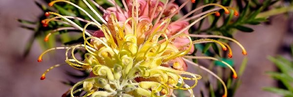 Kwiat, Egzotyczny, Grevillea