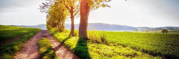 Słoneczny, Droga, Drzewa, Dzień, Wiosna, Pola