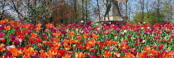 Tulipany, Lisse, Wiatrak, Park