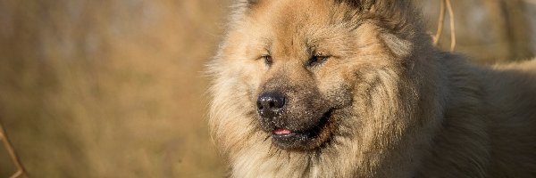 Szpic eurasier, Pies, Leżący