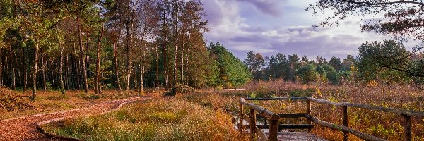 Jesień, Dolna Saksonia, Pomosty Drzewo, Drzewa, Jezioro Großer Bullensee, Droga, Las, Niemcy