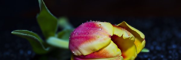 Czerwony, Krople, Tulipan, Żółto