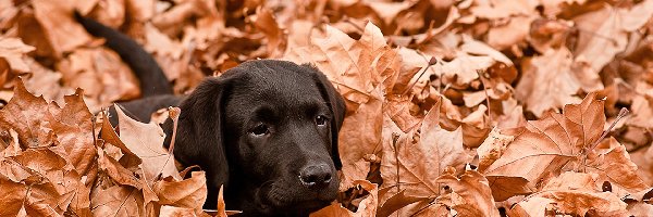 Labrador, Liście, Jesienne, Czarny