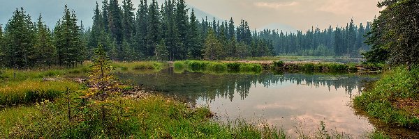 Lasy, Alaska, Drzewa, Góry, Park Narodowy Denali, Jezioro, Trawa, Stany Zjednoczone