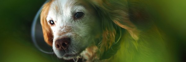 Zbliżenie, Cocker Spaniel