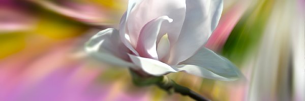 Biały, Grafika, Magnolia, Kwiat