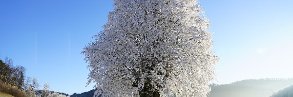 Zima, Ośnieżone, Wzgórze, Śnieg, Drzewo