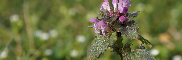 Jasnota Purpurowa