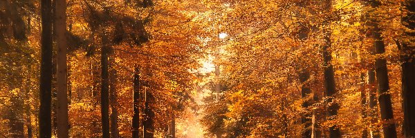 Las, Jesień, Droga, Liście, Kolorowe
