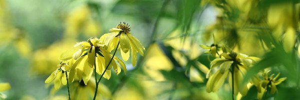 Kwiaty, Żółte, Rudbekia naga