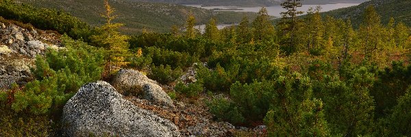 Rosja, Jezioro Jack London, Kamienie, Drzewa, Góry, Obwód magadański, Kołyma