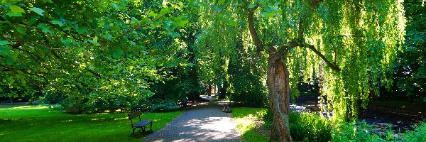 Drzewa, Gdańsk, Ławka, Ścieżka, Park Oliwski im.Adama Mickiewicza, Zieleń, Alejka, Polska