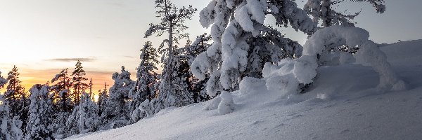 Ośnieżone, Śnieg, Drzewa, Zachód słońca, Zima