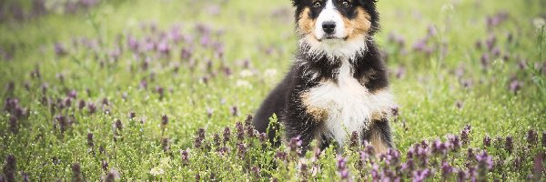 Australian shepherd, Łąka, Szczeniak, Owczarek australijski