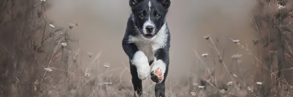 Szczeniak, Trawa, Border collie, Biegnący