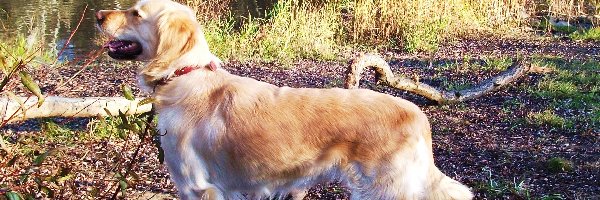 Golden Retriever, Rzeka