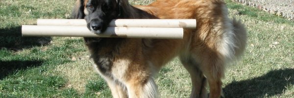 Leonberger, Aportujący