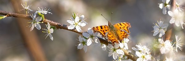 Motyl, Gałązki, Rusałka ceik, Kwiaty, Białe