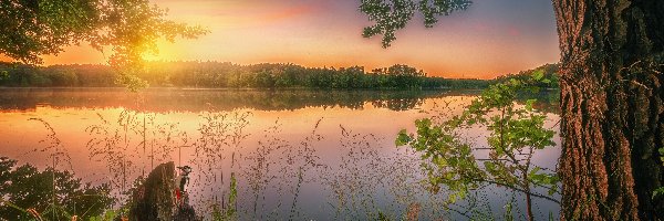 Roślinność, Dzięcioł, Trawy, Wschód słońca, Drzewa, Jezioro