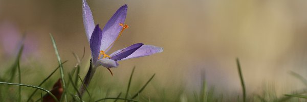 Krokus, Zbliżenie, Kwiat, Liliowy