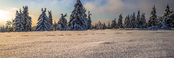 Ośnieżone, Zima, Region Sauerland, Nadrenia Północna-Westfalia, Niemcy, Ślady, Jodły, Las jodłowy, Drzewa