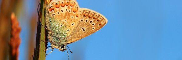 Modraszek adonis, Motyl