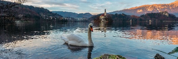 Drzewa, Jezioro Bled, Kościół, Wyspa Blejski Otok, Słowenia, Góry Alpy, Łabędź