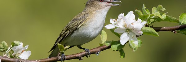 Ptak, Gałązka, Wierzbownik, Listki, Kwiatki