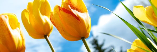 Niebo, Tulipany, Żółte