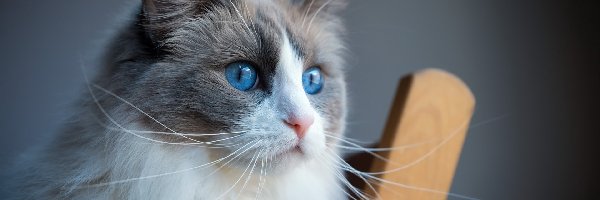 Kot, Ragdoll