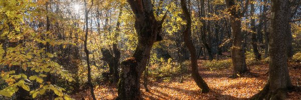 Liście, Drzewa, Promienie słońca, Opadłe, Las, Jesień