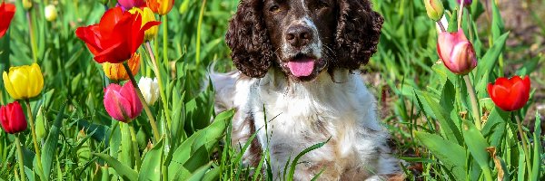 Tulipany, Springer spaniel angielski