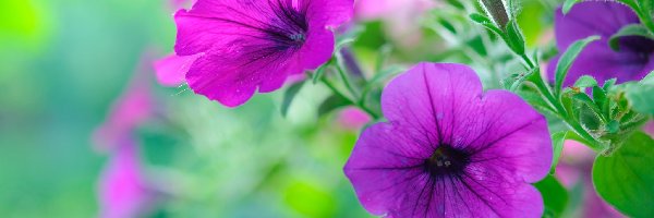 Petunia ogrodowa, Kwiaty