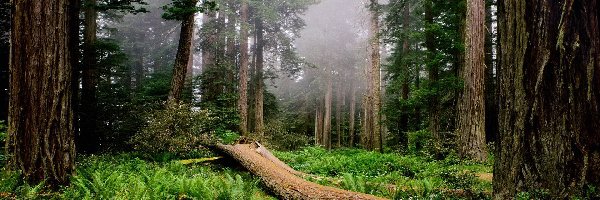 Stany Zjednoczone, Park Narodowy Redwood, Stan Kalifornia, Przewalone Drzewo, Las