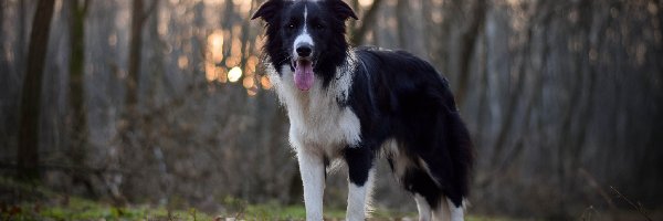 Pies, Las, Border collie, Ściółka, Drzewa