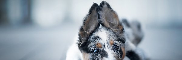 Szczeniak, Mordka, Border collie, Leżący