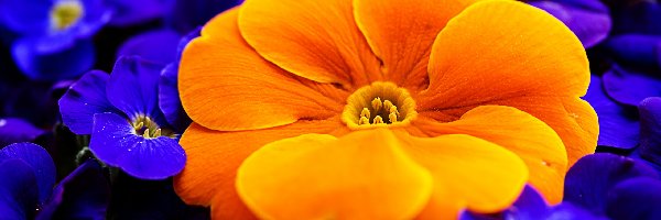 Kwiaty, Prymula, Pierwiosnek, Zbliżenie, Pomarańczowa