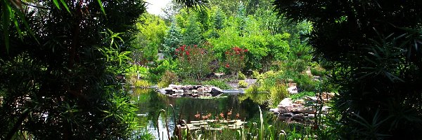 Rośliny, Staw, Park