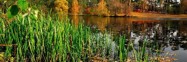 Staw, Trawy, Park