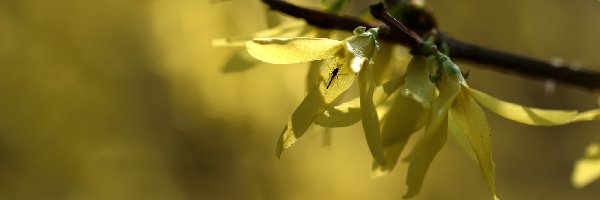 Kwiaty, Wiosna, Forsycja, Żółte