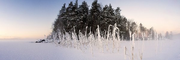 Zima, Zagajnik, Pole, Trawy, Drzewa