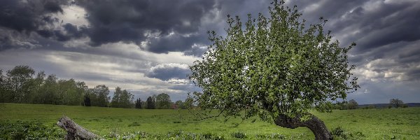 Chmury, Drzewo, Łąka, Ciemne