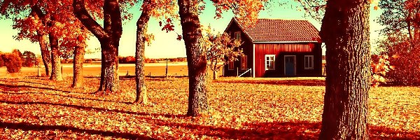 Jesień, Liście, Żółte, Domek, Drzewa