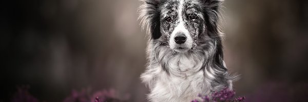 Szaro-biały, Border collie, Pies, Wrzosy, Mordka