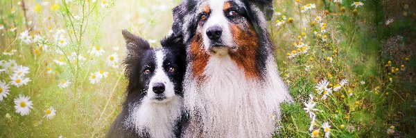 Kwiaty, Owczarek australijski, Border collie, Łąka